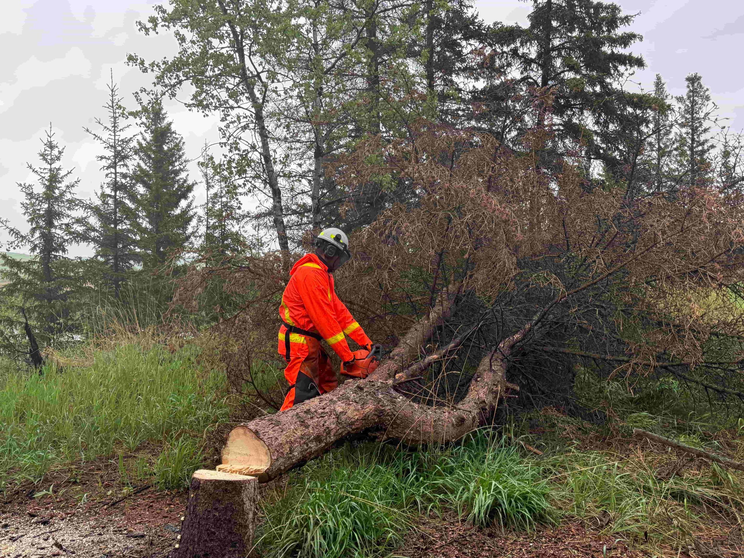 Arborist Service
