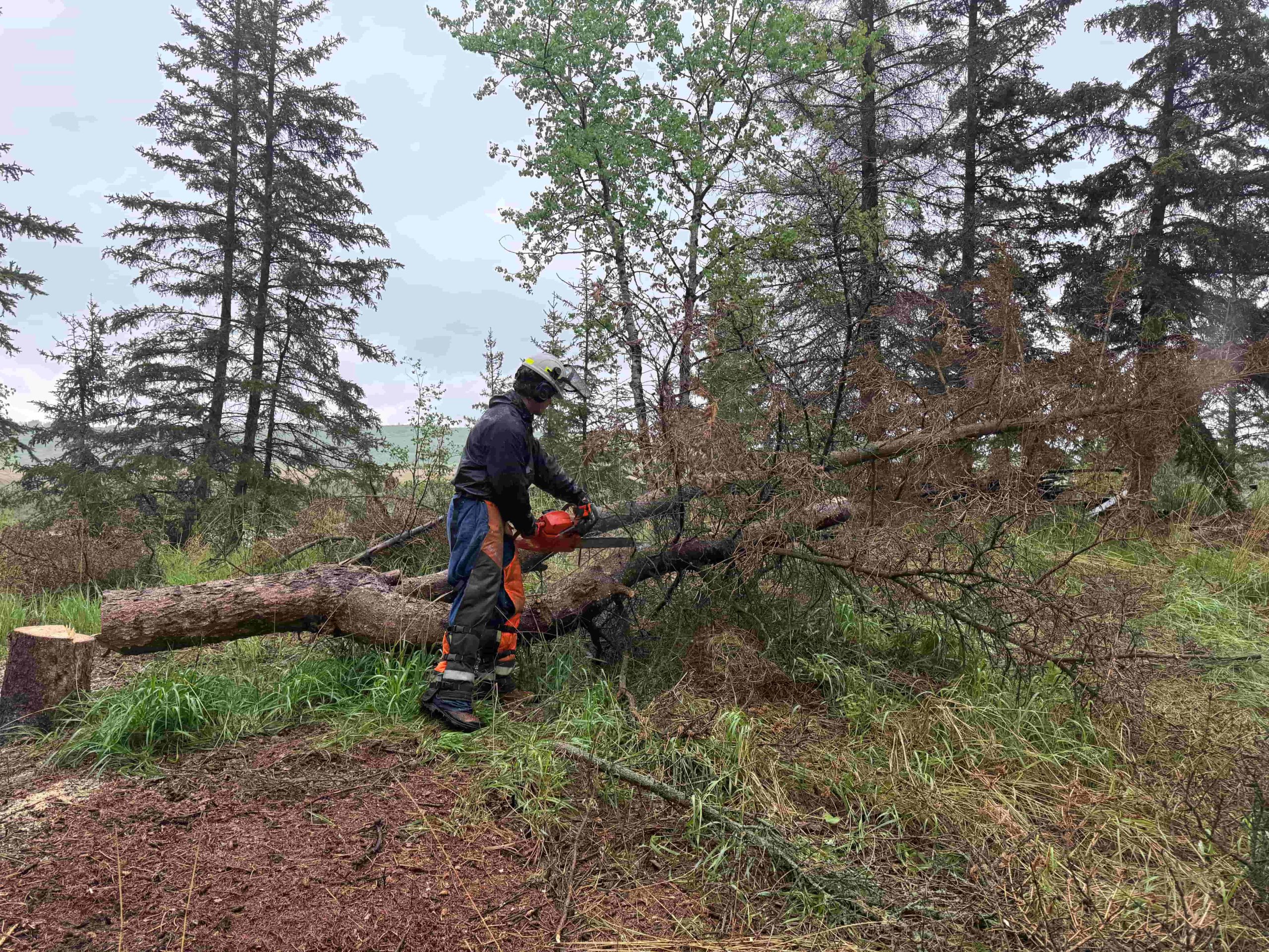 Tree Cutting